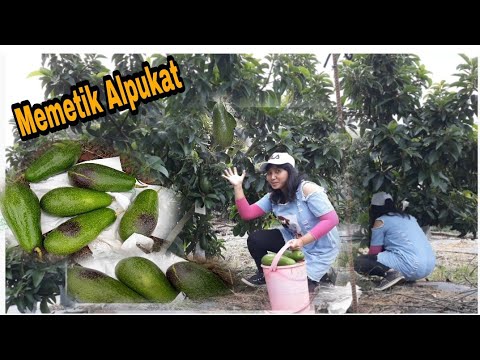 Panen Alpukat || memetik alpukat tanpa memanjat pohonya