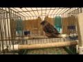 Canary kanarek gloster 012
