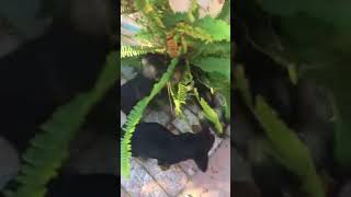 Jagd Terriers 8 Weeks Old Play Fighting