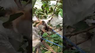 Penampakan Ulat Bulu Raksasa