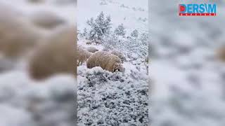 Kar Yağışı, Onlarca Küçükbaş Hayvanı Öldürdü