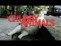 Cute and chubby animals - Funny animal compilation