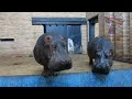 Cute and chubby animals - Funny animal compilation