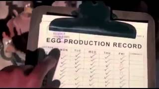 Chicken Run Dvd