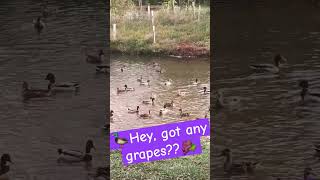 Hey You Got Any Gs? The Duck Song With Some Real Ducks.