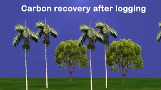 Carbon recovery dynamics following disturbance by selective logging in Amazonian forests