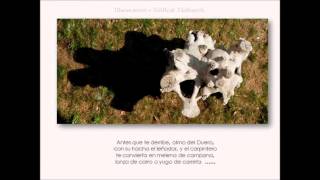 Mi canal
