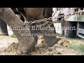 animal rights - stop the abuse(warning graphic)