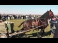Concurs de cai la Margheni de sf Toader 2014
