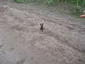 hamster