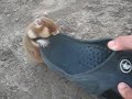 hamster