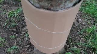 Elma Kurdu Elma İç Kurdu , Hastaliklari , Codling Moth Control , Hobi̇ Bahçesi̇
