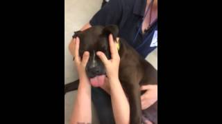 Meet Coco A Terrier American Staffordshire Currently Available For Adoption At Petango 51220