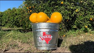 The Texas Bucket List - Granny Clare's Citrus in Harlingen