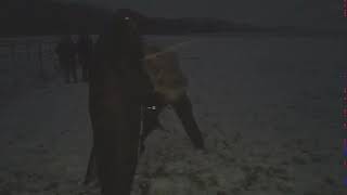 Working Patterdale Terrier Devil
