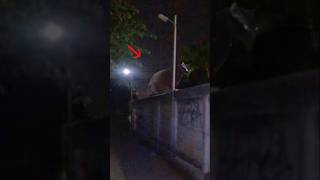 Misteri Siluman Kucing Hitam