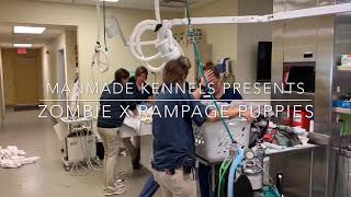 New Born Champagne Pitbull Puppies Minutes After C-Section Manmade Kennels Zombie Puppies