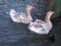 Видео BUFF SEBASTOPOL GEESE AND WHITE CURLY BREASTED FROM CHESHIRE POULTRY UK