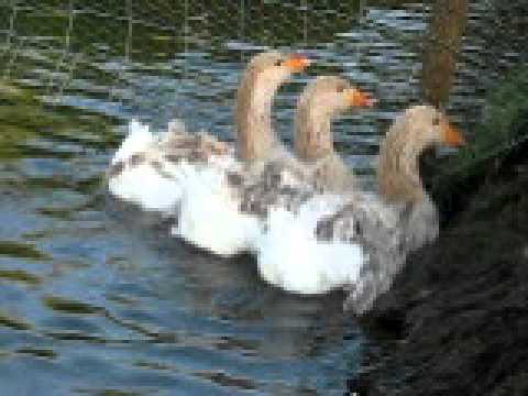 BUFF SEBASTOPOL GEESE AND WHITE CURLY BREASTED FROM CHESHIRE POULTRY UK