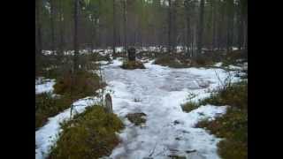 Valokuvaaja Petri Kesti, Kyllikki Saaren Surma 1953, Isojoki.avi