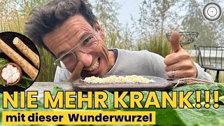 Pflanzliches Antibiotikum - Alles Über Kren & Meerrettich