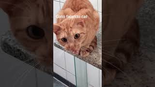 Gato Cat Routines