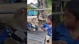 Amazing Sokyaa,Og, Toto Animals Are So Awesome
