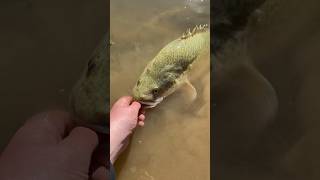 Big Murray Cod At The Murray River