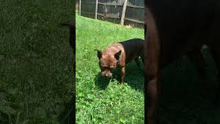 Twix Enjoying The Weather