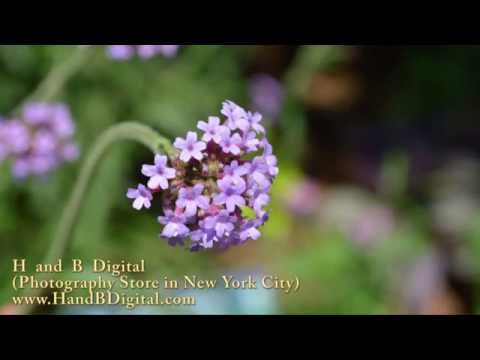 New York City Camera Store - H and B Digital Presents: Nikon D3200 Test Review