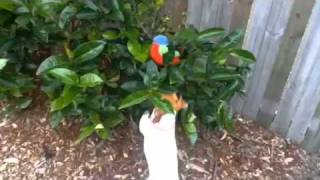 A Day In The Backyard With Roxy The Jack Russell