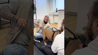 Dog In Pain And Got His Tail Pulled