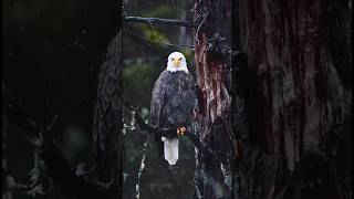 Most Powerful Affirmation For Success-Eagle Mentality Part-3