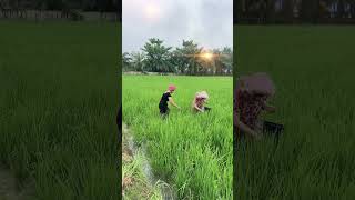 Charent Bears Nyemplung Sawah