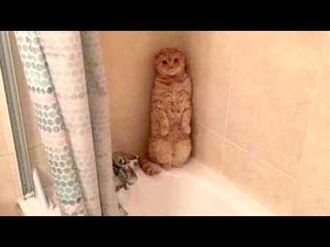 This will TEACH YOU WHAT A GOOD LAUGH IS - FUNNY ANIMAL compilation