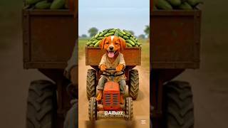 The Emotional Journey Of A Dogs Fight For Food