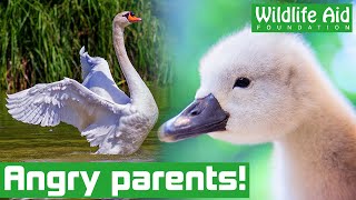 Baby swan rescue doesn't quite go to plan!