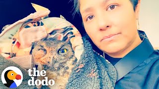Wild Owl Rescued From La Fires The Dodo