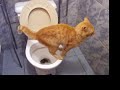 Gato en el baño