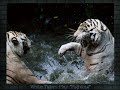 Tigers - Photography - Original Music by Anubis Spire