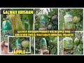 Galway Krisham Product Use in Apple Tree And Other Tree & Vegetables Himachal Pradesh Glaze Galway