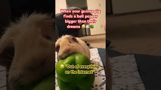 When Your Guinea Pig Finds A Bell Pepper Bigger Than Their Dreams