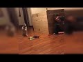 Baby Dogs - Cute and Funny Dog Videos Compilation #9 | Aww Animals
