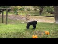 Review Miami Zoo 2018 Review Miami Zoo 2018
