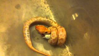 Albino Burmese Python Princess Consuela Actually Swallowing