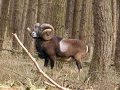 Pirsch und Ansitz auf Muffelwidder / Mouflon Hunt in Germany