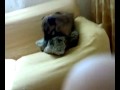 SKIZZO IL CANE CHE SI SCOPA IL CUSCINO