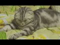 cute cats