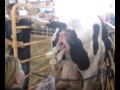 Cow Giving Birth At Mn State Fair images Cow Giving Birth At Mn State Fair