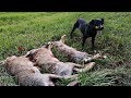 2 охотника + 1 ягдтерьер = 3 зайца. Охота на зайца по чернотропу с собакой